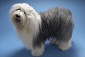 Bobteilas (Old English Sheepdog)
