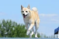 Norvegų buhundas (Norwegian Buhund)