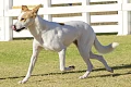 Kanaano šuo (Canaan dog)