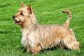 Australų terjeras (Australian Terrier)