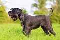 Mitelšnauceris (Schnauzer)