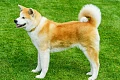 Akita Inu (amgl. Akita Inu)