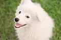 Japonų špicas (Japanese Spitz)
