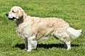 Auksaspalvis retriveris (Golden Retriever)