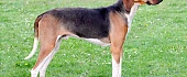 Puatu skalikas (Poitevin hound)
