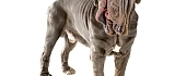 Neapolio mastinas (Neapolitan Mastiff)