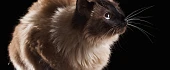 Balio katės (Balinese cat)