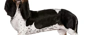Artua Normandų basetas (Norman Artesian Basset)