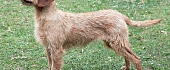 Štirijos šiurkščiaplaukis kalnų skalikas (Styrian Coarse-haired Hound) 