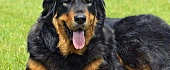 Tibeto mastifas (Tibetan Mastiff)