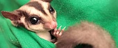 Voverė skraiduolė (Sugar glider)