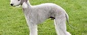 Bedlingtono terjeras (Bedlington Terrier)