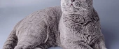 Britų trumpaplaukis (British Shorthair)