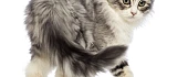 Amerikos riestaausės katės (American Curl)