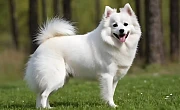 Amerikos eskimų šuo (American Eskimo Dog)