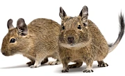 Degu