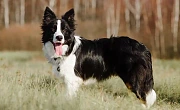 Protingiausi šunys - borderkolis
