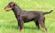 Vokiečių jagdterjeras (Jagdterrier)