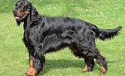 Gordono seteris (gordonas) (Gordon Setter)