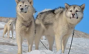 Grenlandijos šuo (Greenland Dog)