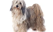 Tibeto terjeras (Tibetan Terrier)