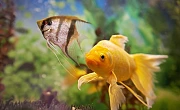 Akvariumo įrengimas: nuo ko pradėti?