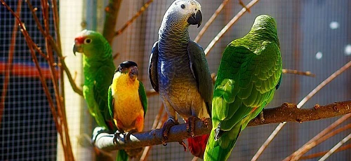 Kalbančios papūgos (Tikrosios aros, macaws)