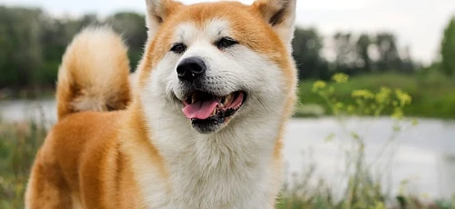 Brangiausi šunys - Akita inu