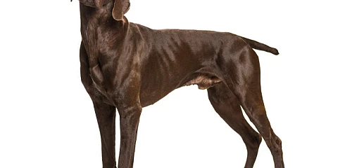 Kurtsharas (German Shorthaired Pointer)