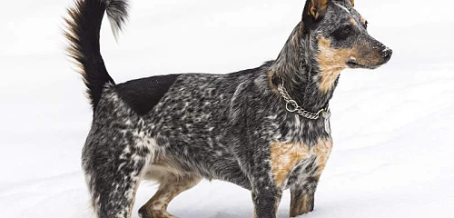 Australų bandganis (Australian Cattle Dog, Blue Heeler)