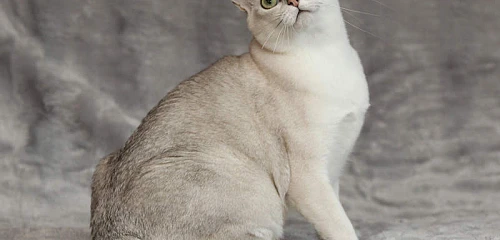 Burmilos katė (Burmilla cat)