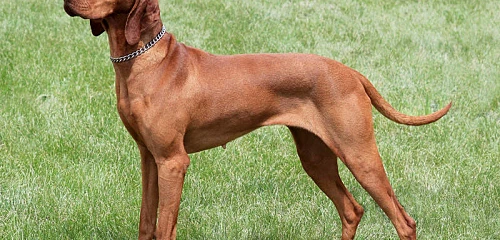 Vengrų Vižlas (Magyar Vizsla)