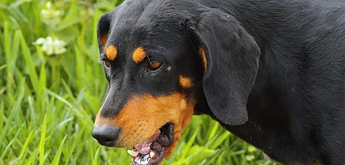 Transilvanijos skalikas (Transylvanian Hound)