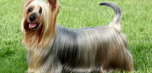 Australų šilkinis terjeras (Australian Silky Terrier)