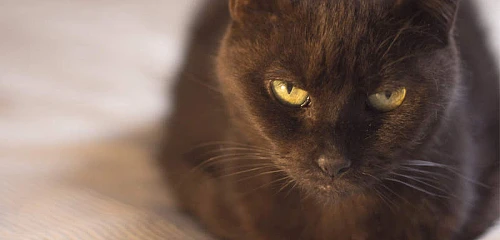 Bombėjaus katė (Bombay cat)