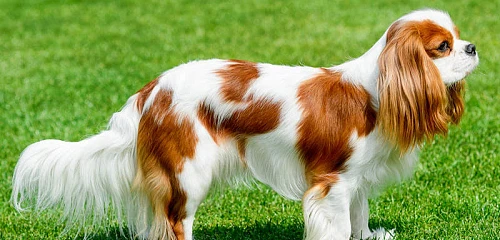 Kavalieriaus karaliaus Karolio spanielis (Cavalier King Charles Spaniel)
