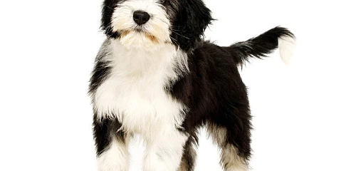 Lenkų žemumų aviganis (Polish Lowland Sheepdog)