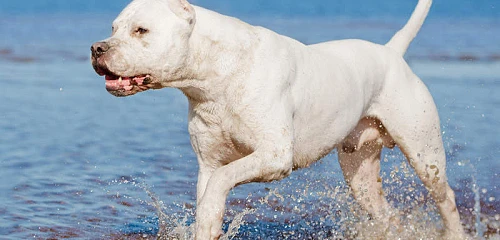 Argentinos dogas (Argentine Dogo)