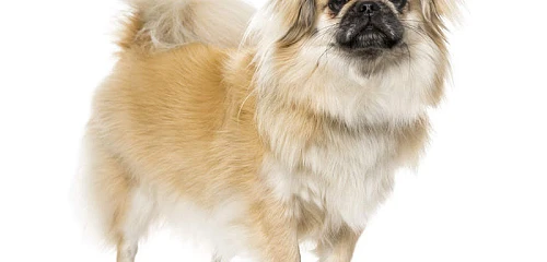 Tibeto spanielis (Tibetan Spaniel)