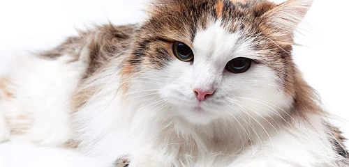 Turkų angora (Turkish Angora)
