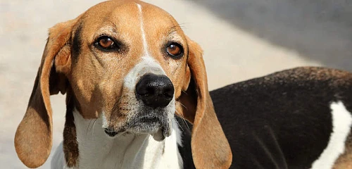 Amerikiečių Fokshaundas (American Foxhound)