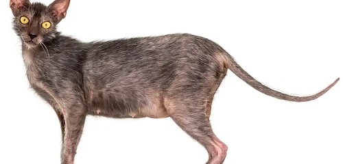 Lykoi katės (laikojai, vilkolakinės katės)
