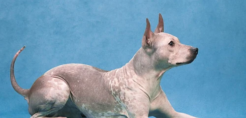 Amerikiečių plikasis terjeras (American Hairless Terrier)