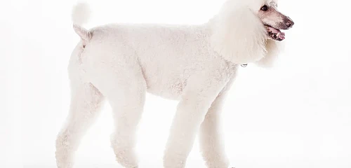 Didysis pudelis (Karališkasis, Poodle)