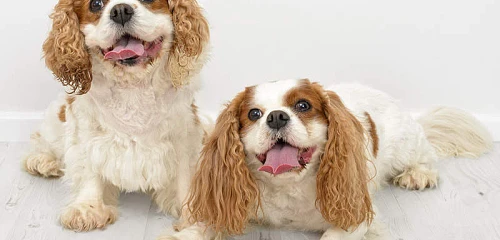 Karaliaus Karolio spanielis (King Charles Spaniel)