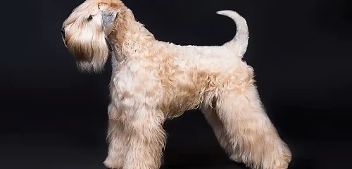 Airių kviečiaspalvis terjeras (Irish soft-coated Wheaten Terrier)