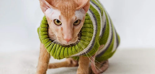Peterbaldas (Peterbald)