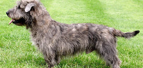 Gleno Imalio slėnio terjeras (Glen of Imaal Terrier)