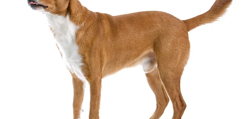 Austrų pinčeris (Austrian Pinscher)