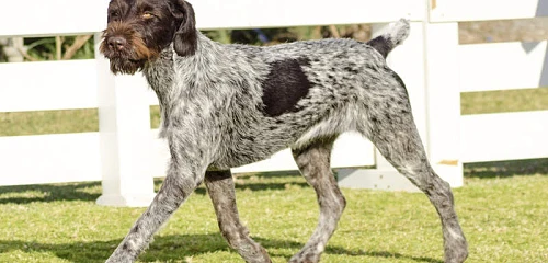 Vokiečių Dratharas (German Wirehaired Pointer)